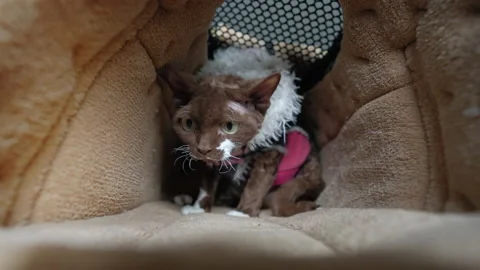 Brown Devon Rex cat sitting inside a pet transport bag Stock Footage 230333146