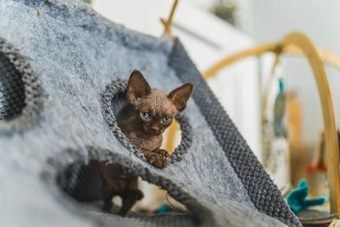 Brown Devon Rex cat sitting inside a cat house Stock Photos