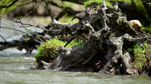 Brown dipper bird perched on a mossy tree root stump by a flowing river Stock Footage 337895219