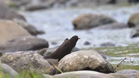 Brown Dipper Bird Perched on Wet Rock in Fast Flowing Mountain River Видео 330693396