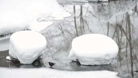 Brown dipper bird standing on ice in river by two snow-covered rocks Stock Footage 303256529