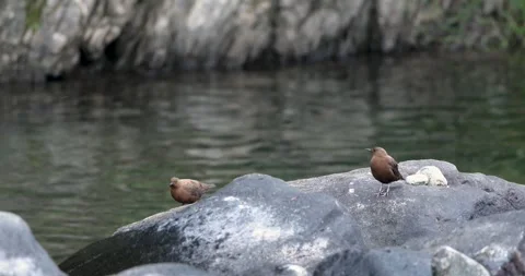 Brown Dipper Pair Sattal Vídeo Stock 330760490