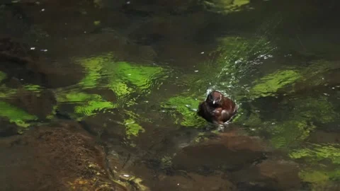 A Brown Dipper Taking a Bath. Stock Footage 312450235