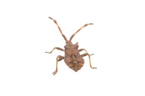 Brown Dock Bug on a white background Stock Photos