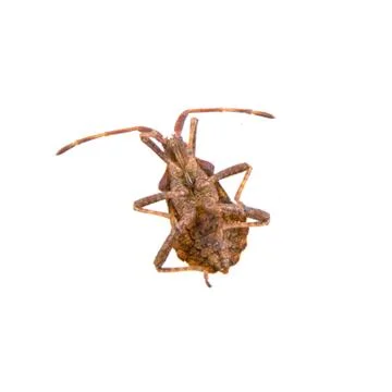 Brown Dock Bug on a white background Foto stock