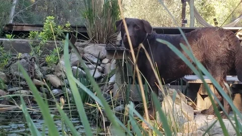 Brown dog 1 Video stock 138124365