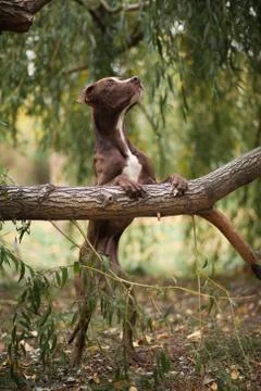 The brown dog of breed a pit bull terrier costs on hinder legs, having put lo Stock Photos