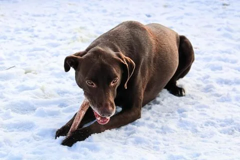 A brown dog chewing a bone against a snowy ground Stock Photos