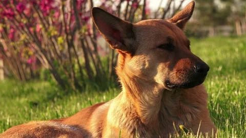 Brown dog, close up Video stock 88195667