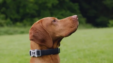 Brown Dog Close Up 動画素材 284746114