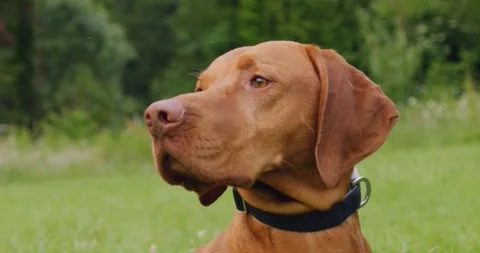 Brown Dog Close Up Stock Footage 284746226