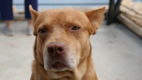 A Brown dog is crying. Stock Footage 130431000