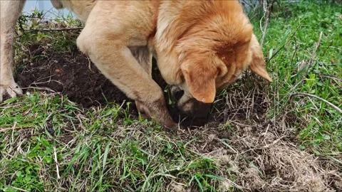 Brown dog digging and making a hole in the ground Stock Footage 307495712