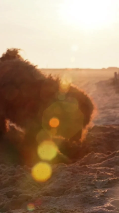 Brown dog digging on the beach at sunset Stock Footage 302006416