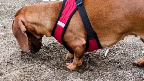 A brown dog is digging in the ground. Stock Footage 313218716