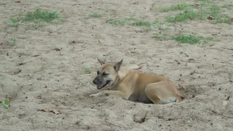 Brown dog digging a hole lying on the sand, close up Stock Footage 226109127