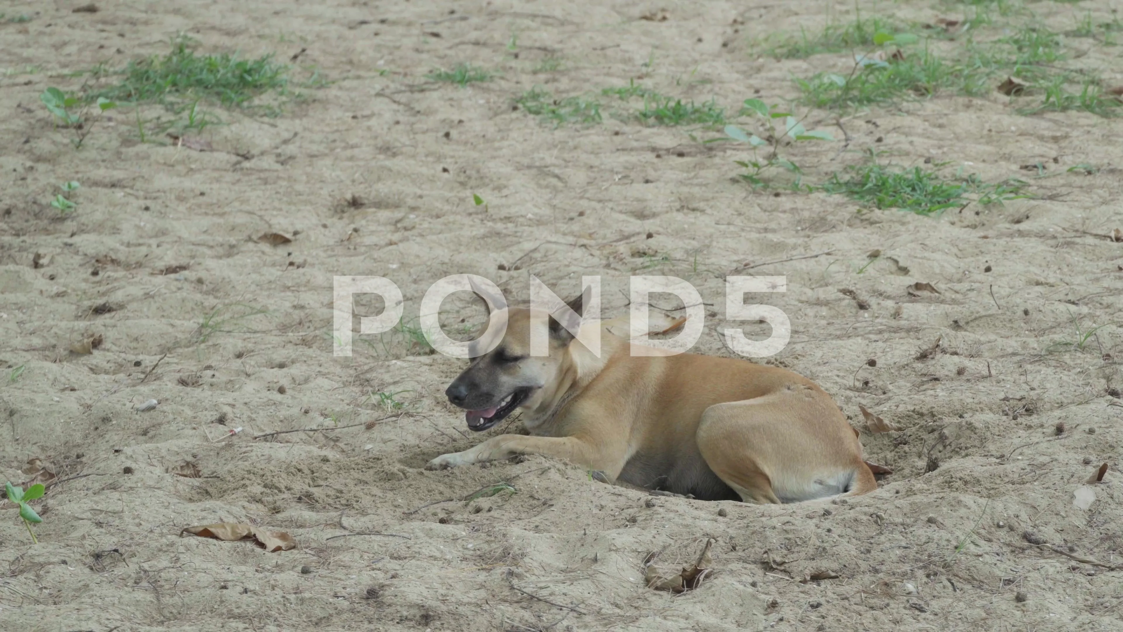 Why Do Dogs Dig Holes To Lie In