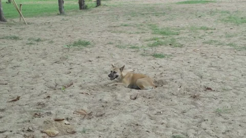 Brown dog digging a hole lying on the sand Stock Footage 226109128