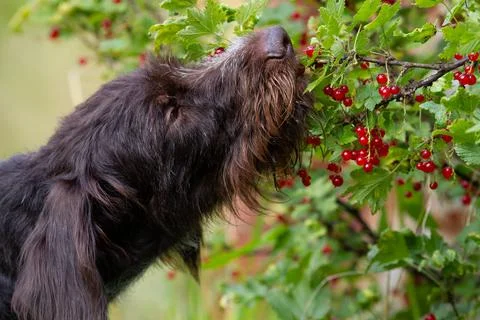 Brown dog eats red currant berries Stock Photos