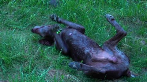 A brown dog falls on green grass. German Shorthaired Pointer. Stock Footage 337048384