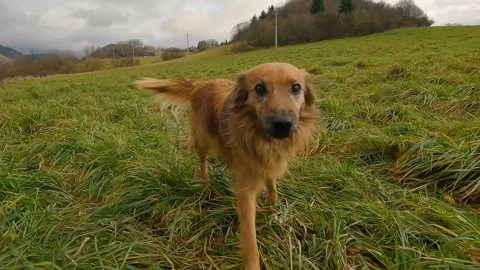 Brown dog follow camera in spring nature, slow motion Stock Footage 263560440