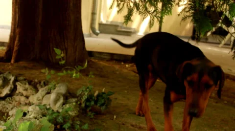 Brown Dog Video stock 37328445