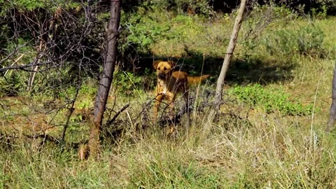 Brown dog 動画素材 196206086