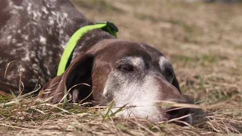Brown dog German Shorthaired Pointer is lying and sleeping in spring grassy Stock Footage 276607910