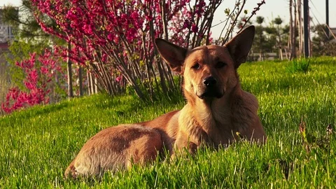 Brown dog on the green grass Stock Footage 88194595