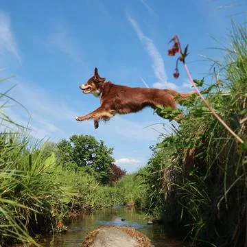 A brown dog is jumping over a stream of water Stock Photos