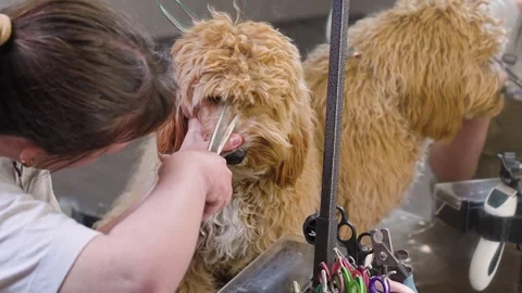 A brown dog of the Labradoodle or Cavapoo breed at a grooming salon Stock Footage 310075031