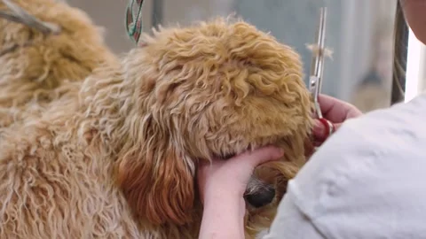 A brown dog of the Labradoodle or Cavapoo breed at a grooming salon Stock Footage 310075035