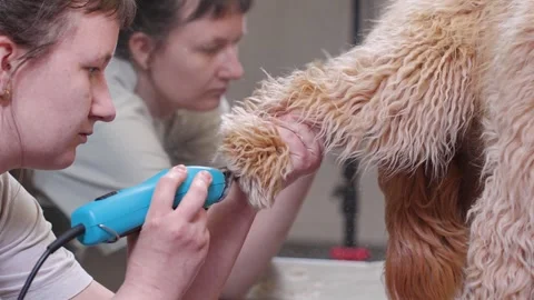A brown dog of the Labradoodle or Cavapoo breed at a grooming salon Stock Footage 310075040