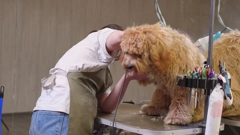 A brown dog of the Labradoodle or Cavapoo breed at a grooming salon Stock Footage 310075065
