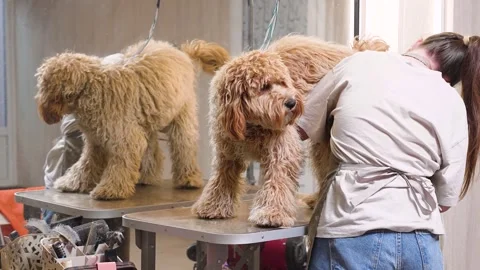 A brown dog of the Labradoodle or Cavapoo breed at a grooming salon Stock Footage 310075073