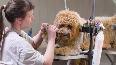 A brown dog of the Labradoodle or Cavapoo breed at a grooming salon Stock Footage 310075095