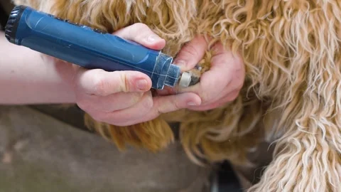 A brown dog of the Labradoodle or Cavapoo breed at a grooming salon Stock Footage 310075100