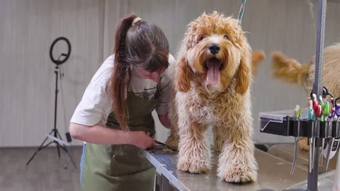 A brown dog of the Labradoodle or Cavapoo breed at a grooming salon Stock Footage 310075110