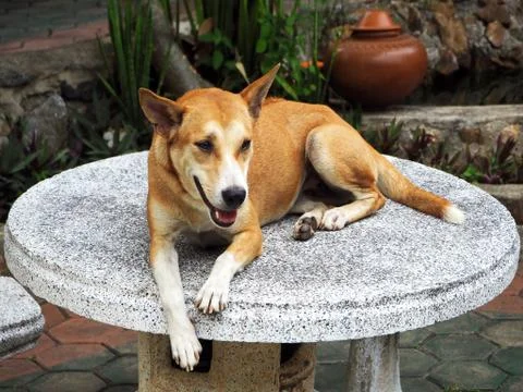 Brown Dog Laying Down on the Table 스톡 사진