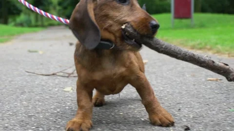 A brown dog on a leash Stock Footage 155356525