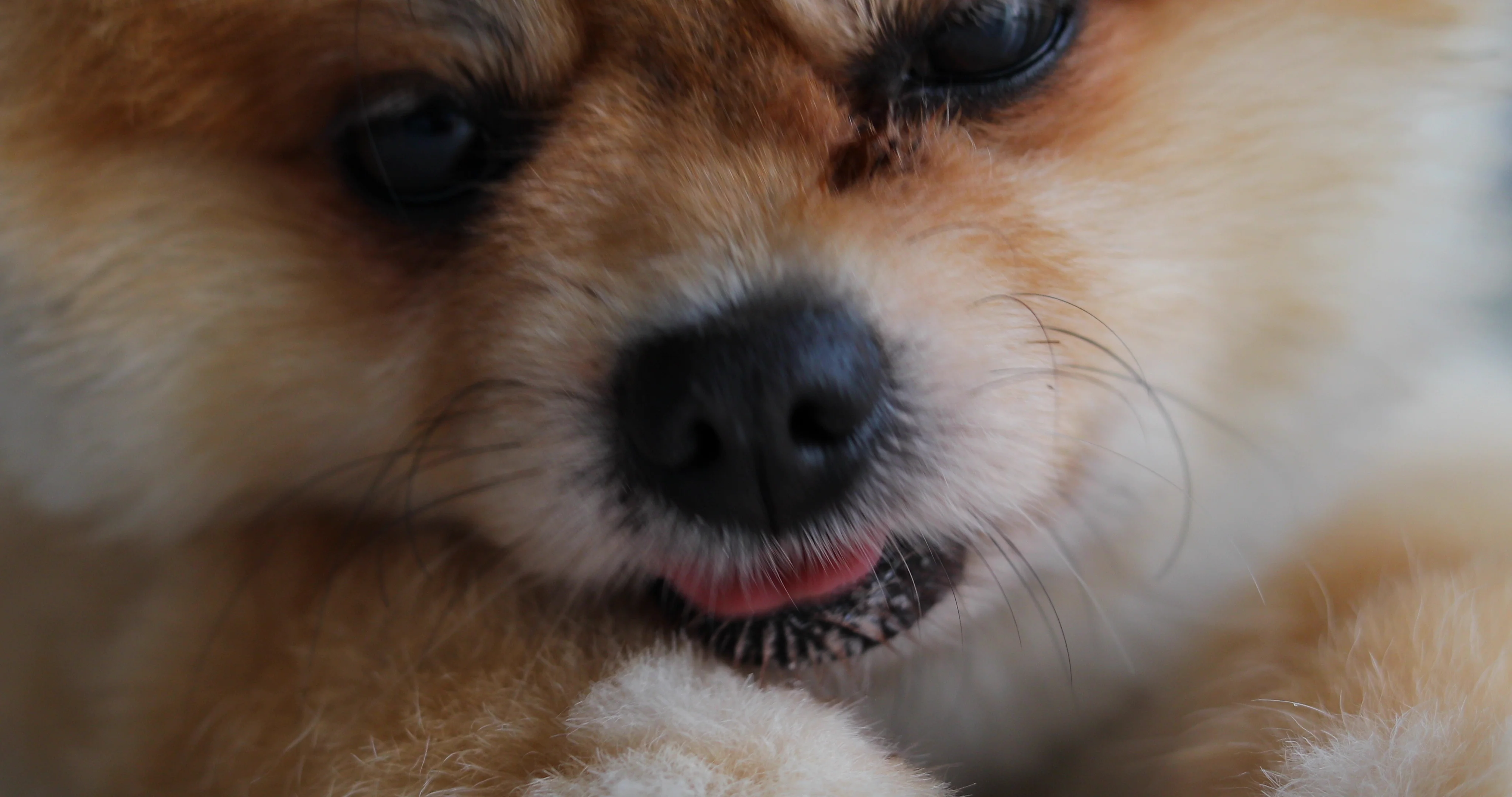 why do pomeranians like to lick