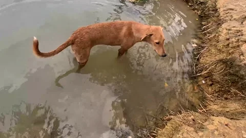 Brown Dog Looking at Camera While Standing in a Shallow Muddy Pond Stock Footage 341685118