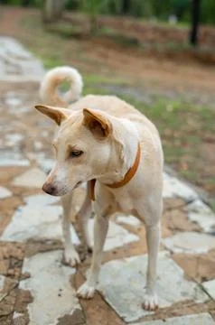 Brown dog looking side Stock Photos