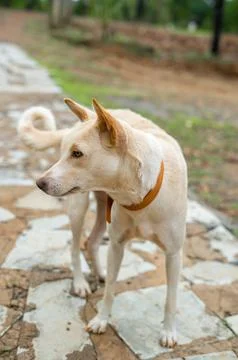 Brown dog looking side 스톡 사진