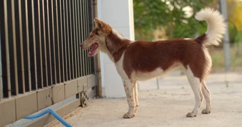 A brown dog is looking for something across the fence. Stock Footage 241933924