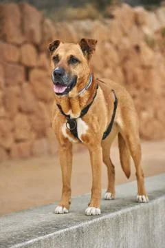 Brown dog looking something Stock Photos