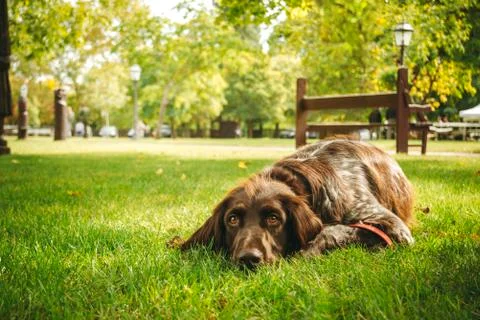 Brown dog lying alone on grass waiting for owner, hunting gun dog Stock Photos