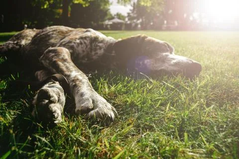 Brown dog lying alone on grass waiting for owner, hunting gun dog Stock Photos