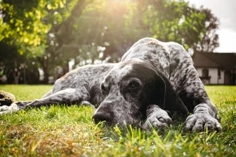 Brown dog lying alone on grass waiting for owner, hunting gun dog Stock Photos
