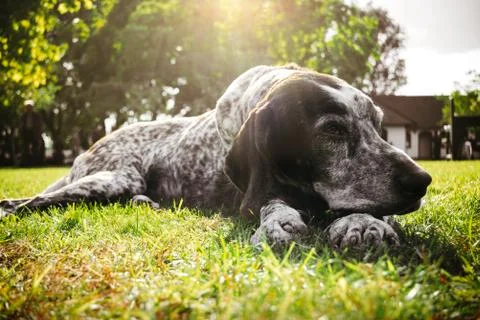 Brown dog lying alone on grass waiting for owner, hunting gun dog Stock-Fotos